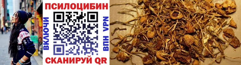купить закладку  Суздаль  Псилоцибиновые грибы GOLDEN TEACHER 